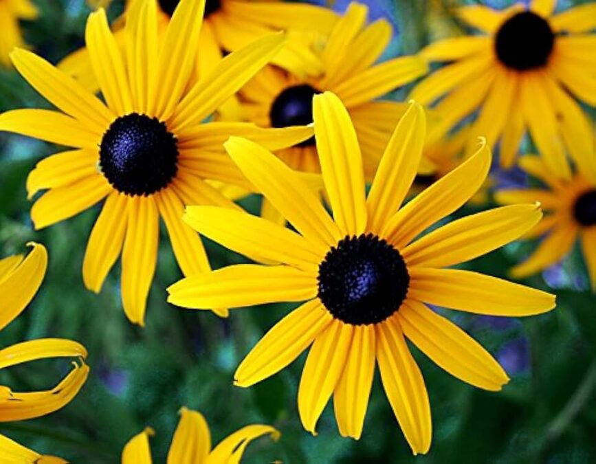 15 Best Fall Flowers to Plant in Your Autumn Garden