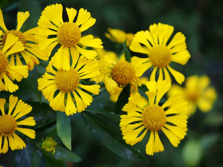 15 Best Fall Flowers to Plant in Your Autumn Garden