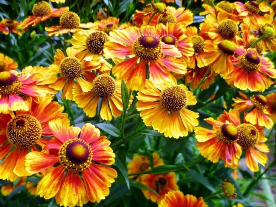 15 Best Fall Flowers to Plant in Your Autumn Garden