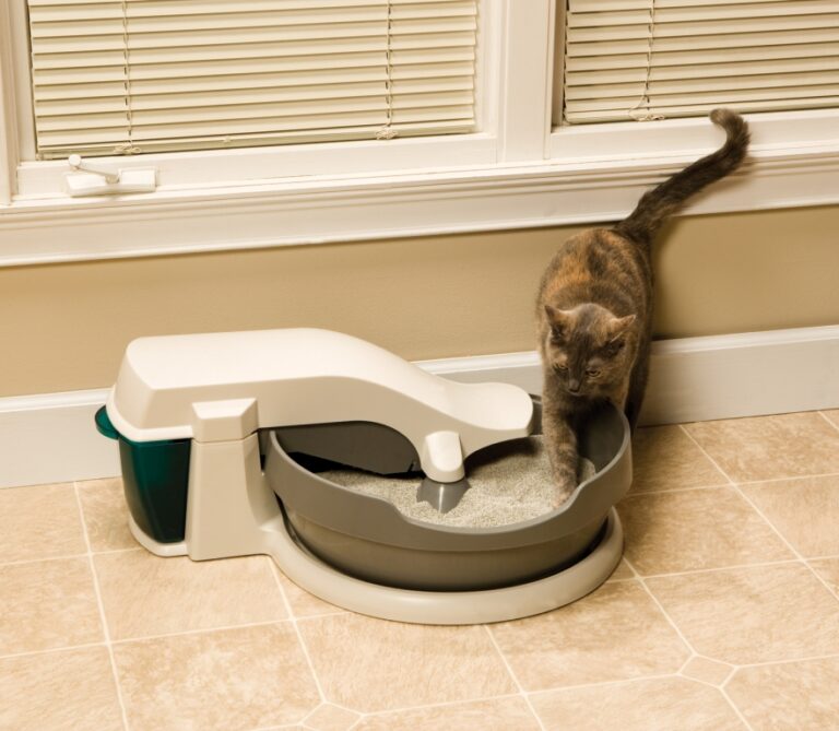 3 Self-Cleaning Litter Boxes That Passed Our Home Test