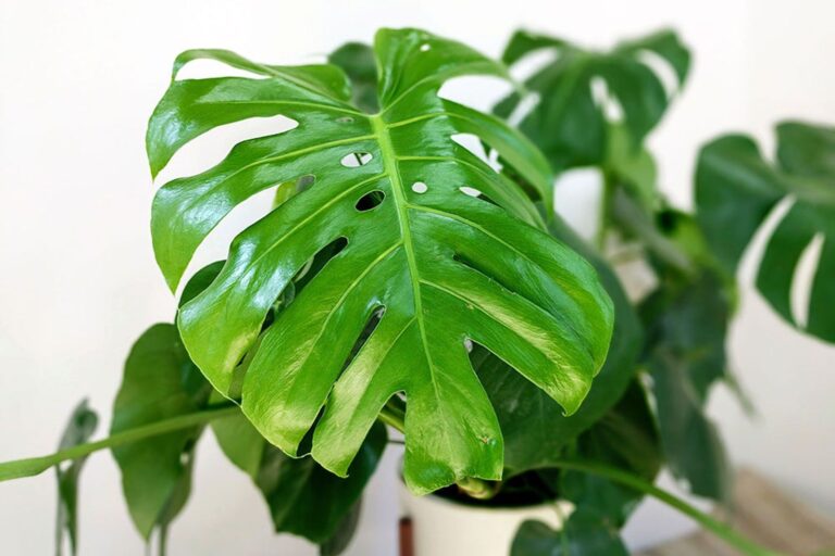 Monstera Deliciosa Care: A Complete Guide to Healthy Growth